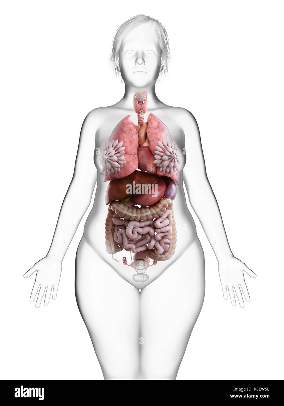 Внутренние органы женщины картинка. Анатомия женского тела. Внутренний организм женщины. Анатомия женщины органы. Внутренние женские органы анатомия.