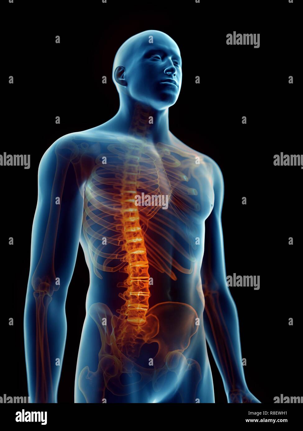 Mann anatomie innere organe rücken -Fotos und -Bildmaterial in hoher ...