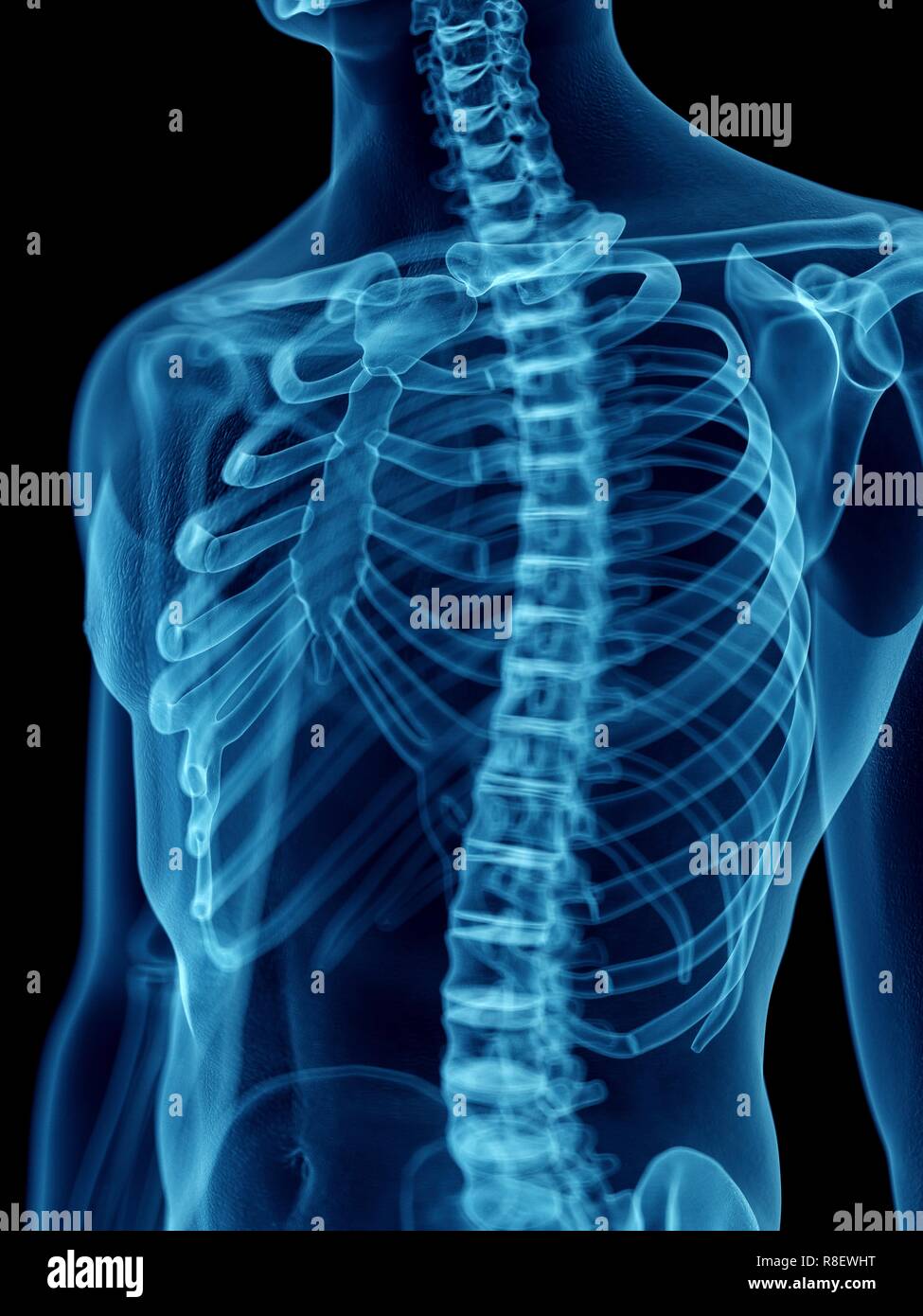 Mann anatomie innere organe rücken -Fotos und -Bildmaterial in hoher ...