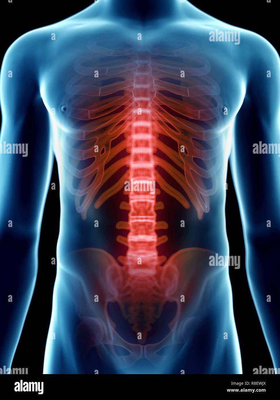 Mann anatomie innere organe rücken -Fotos und -Bildmaterial in hoher ...