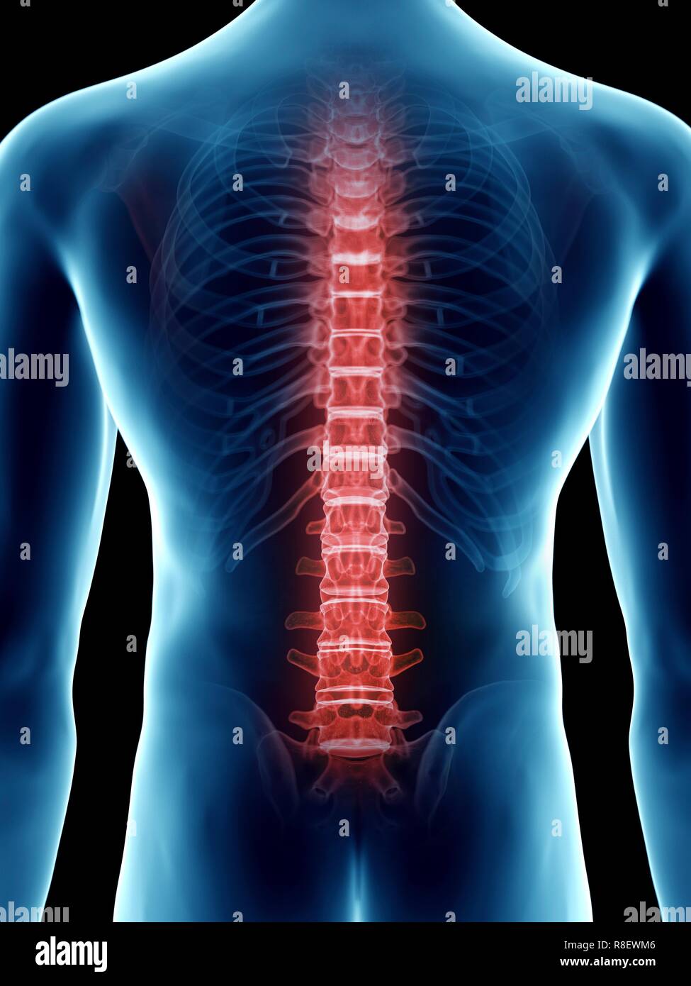 Mann anatomie innere organe rücken -Fotos und -Bildmaterial in hoher ...