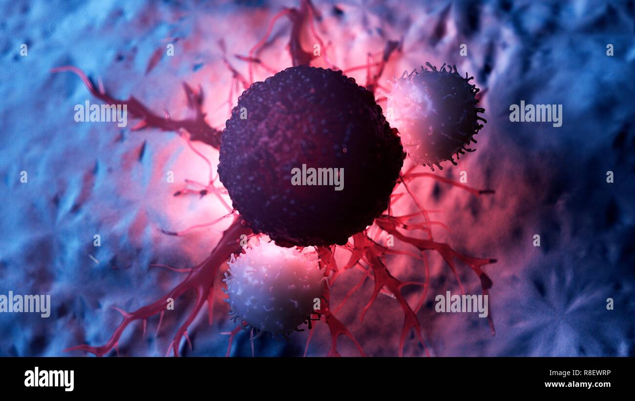Abbildung: Weiße Blutkörperchen Angreifen einer Krebszelle. Stockfoto
