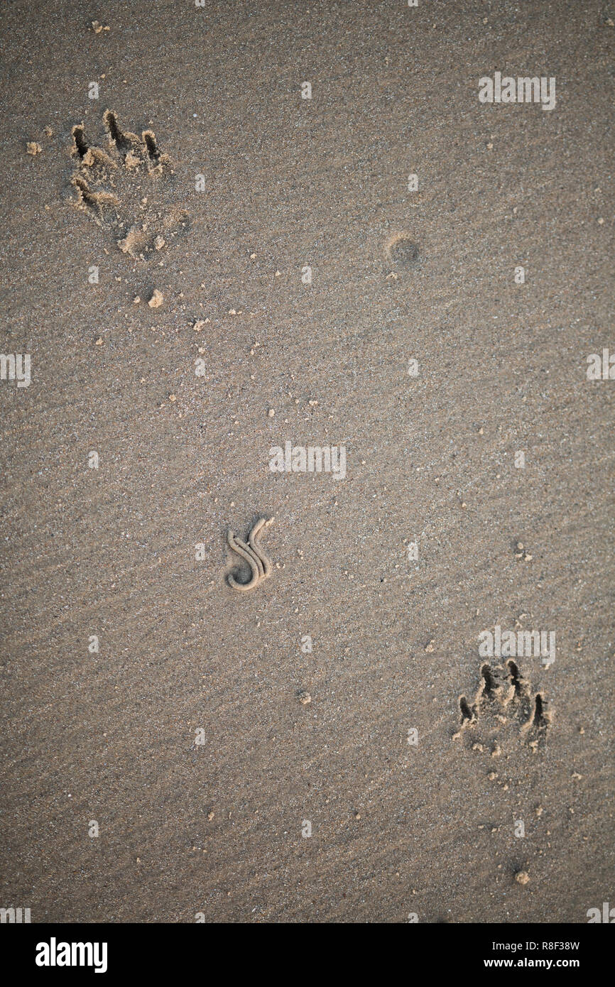 Nahaufnahme von Hund druckt in den Sand am Strand Stockfoto