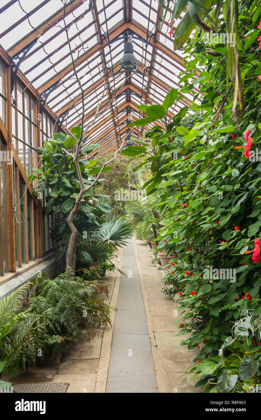 Alte Gewächshaus im Botanischen Garten in Cambridge Großbritannien Stockfoto