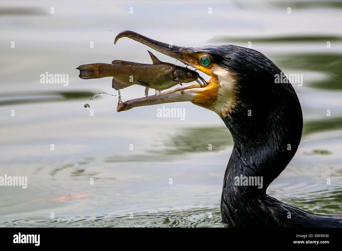 Kormoran Fische zu fangen. Kormoran mit einem Fisch im Schnabel. Stockfoto