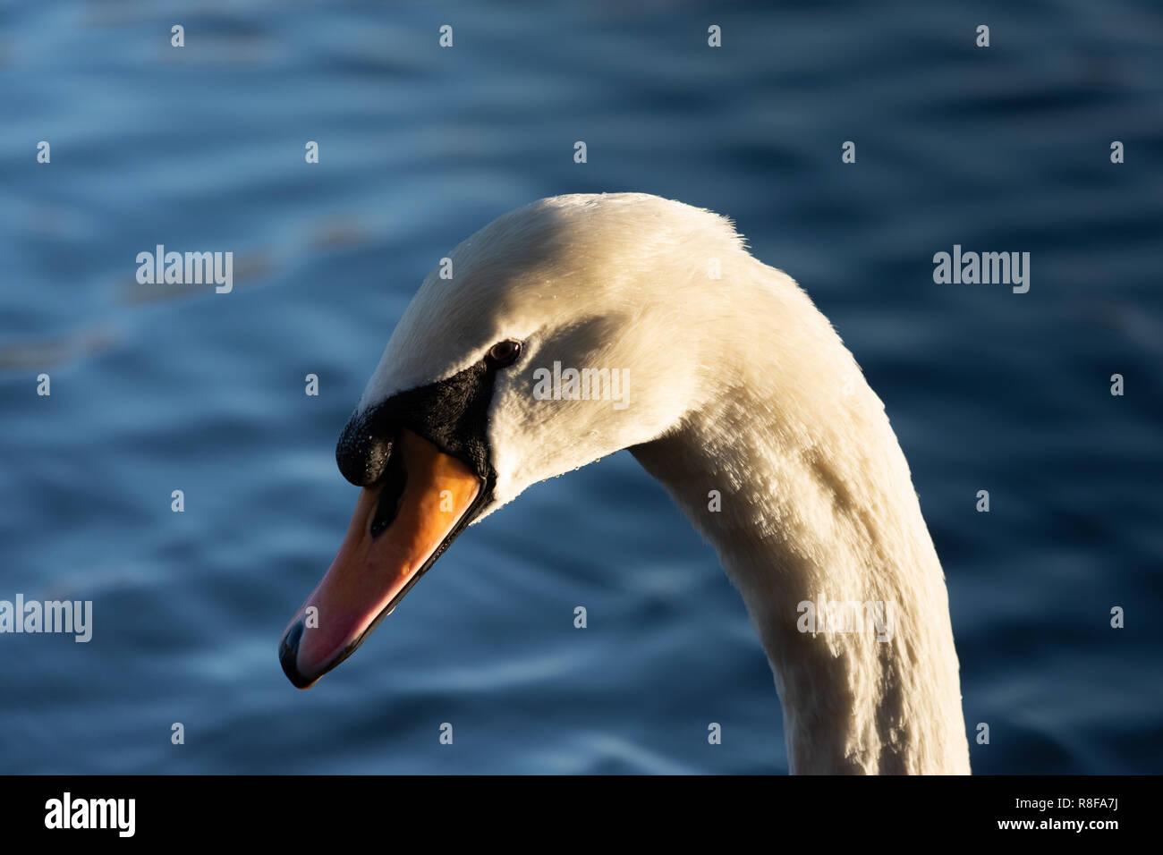 Ein Schwan Aalen in der Nachmittagssonne mit einer Nahaufnahme auf seiner nächsten und Leiter Stockfoto