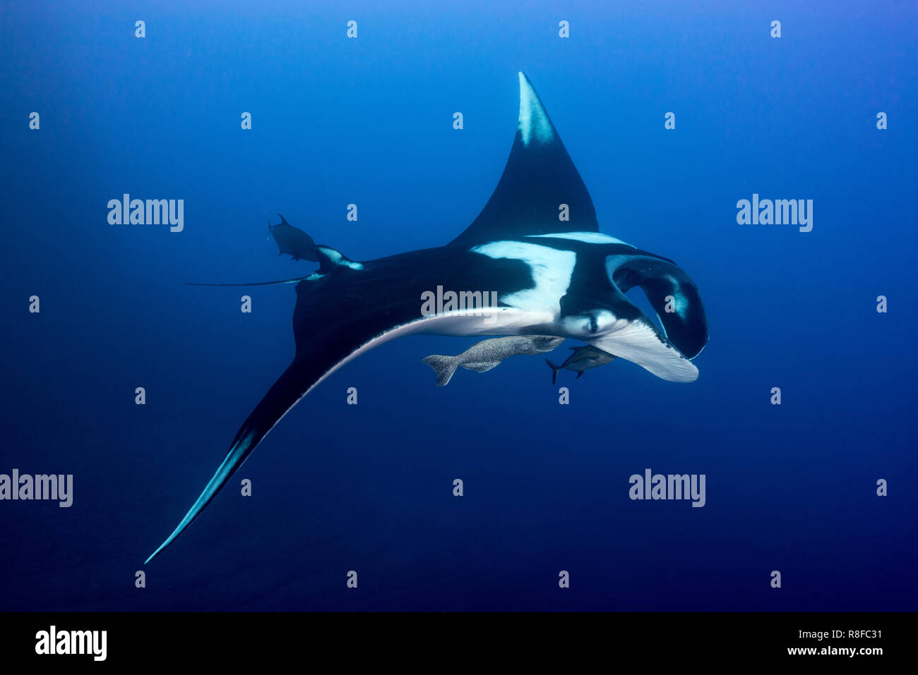 Riesige ozeanische Manta ray Stockfoto