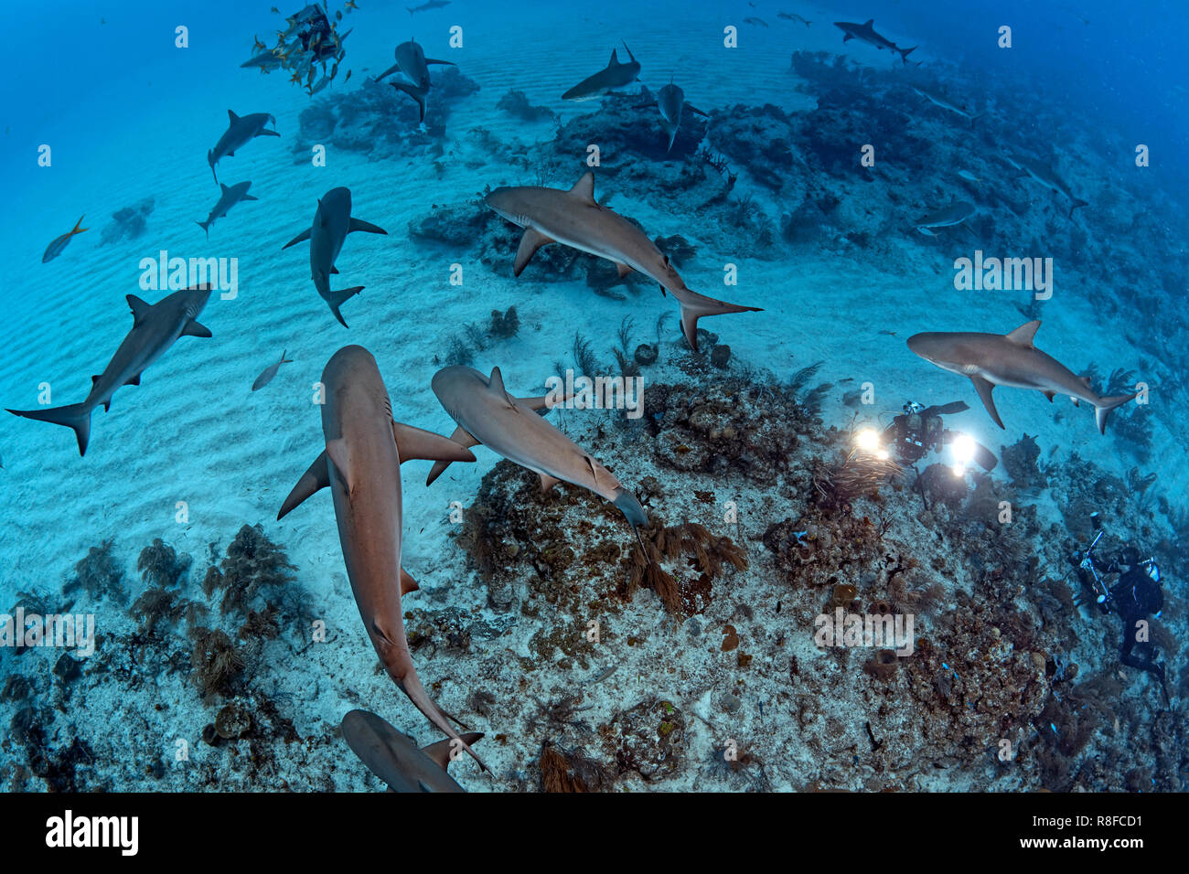 Karibische Riffhai (Carcharhinus perezi), Gruppe Schwimmen über ein Korallenriff, Grand Bahama, Bahamas Stockfoto