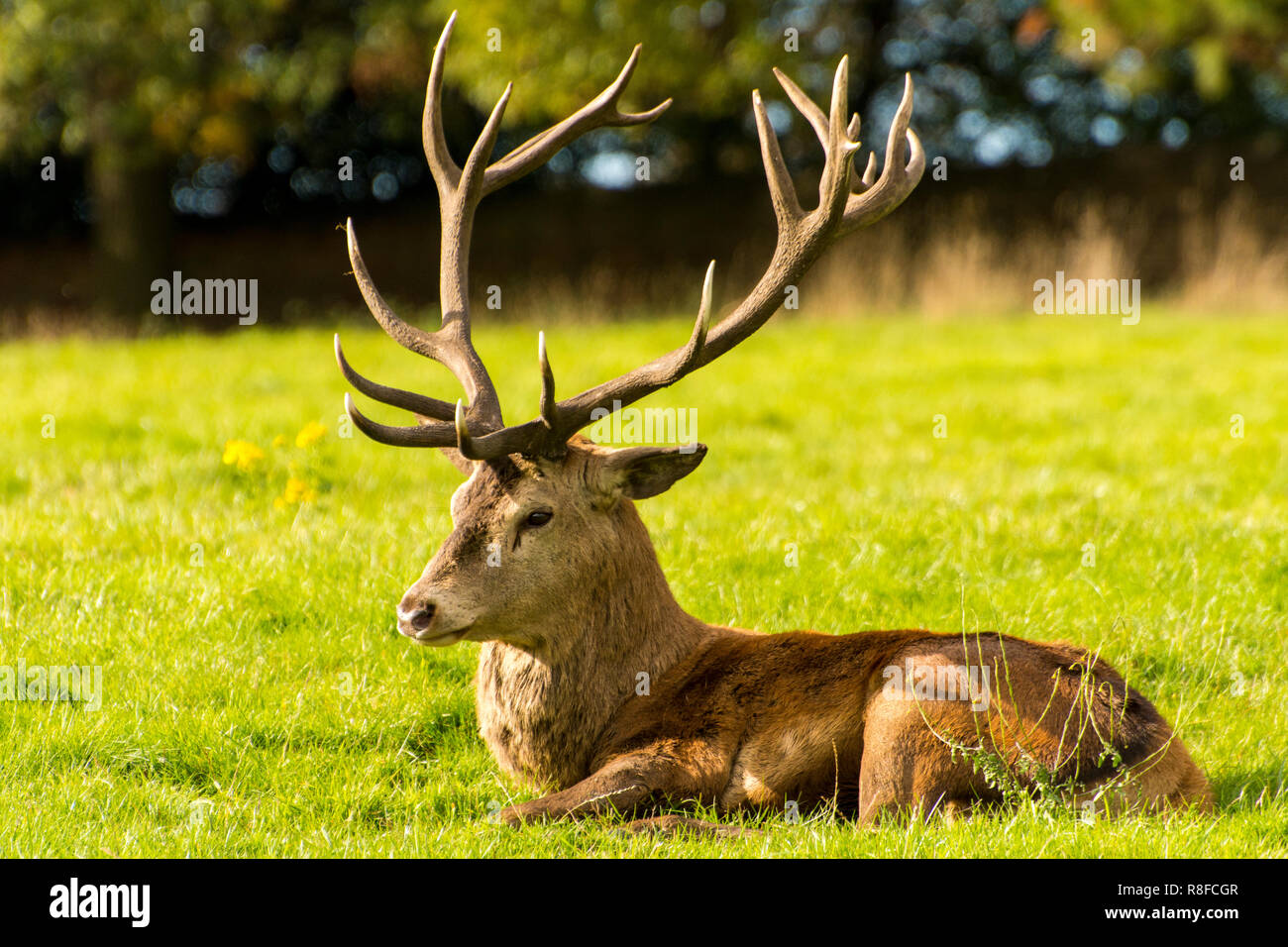 Hirsch ruhen auf wollaton Park Stockfoto