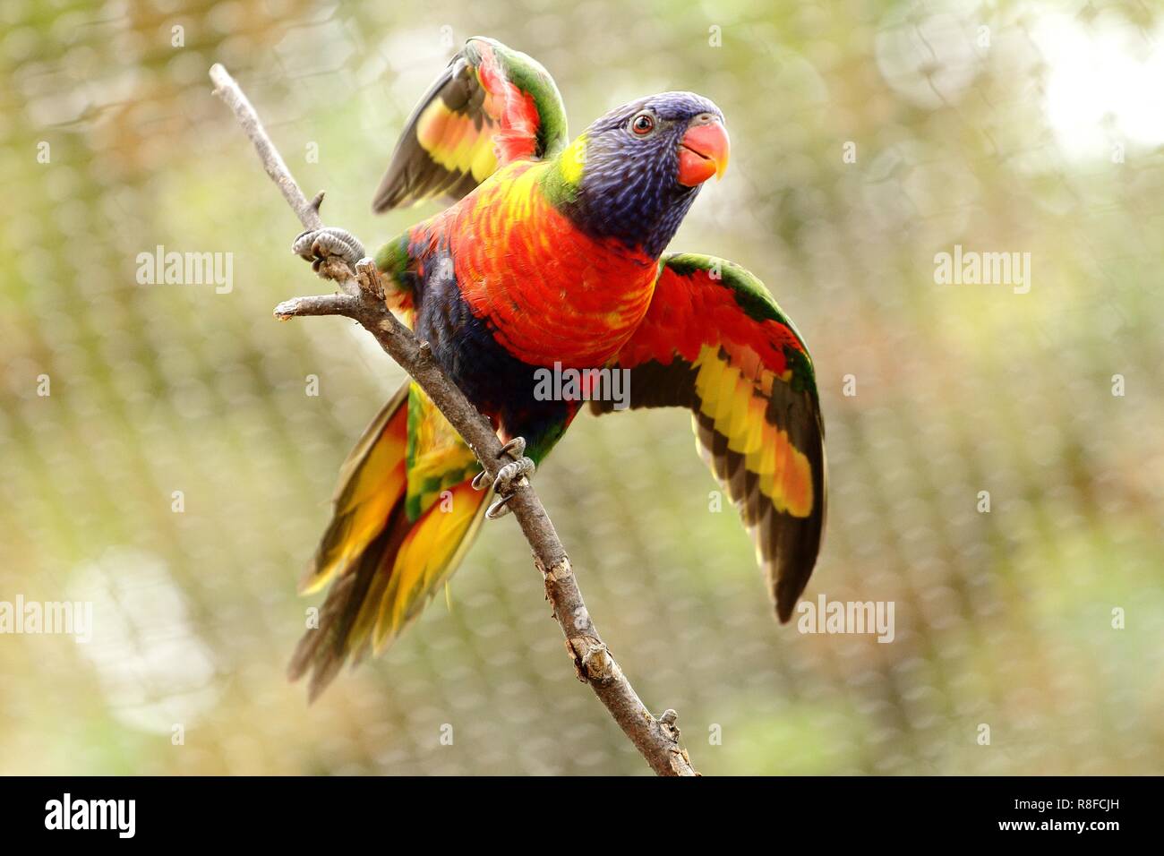 Bunte Papageien gehören zu den optisch auffälligsten Vögeln im Tierreich, bekannt für ihr lebendiges Gefieder und ihre verspielten Persönlichkeiten. Mit dem Stockfoto