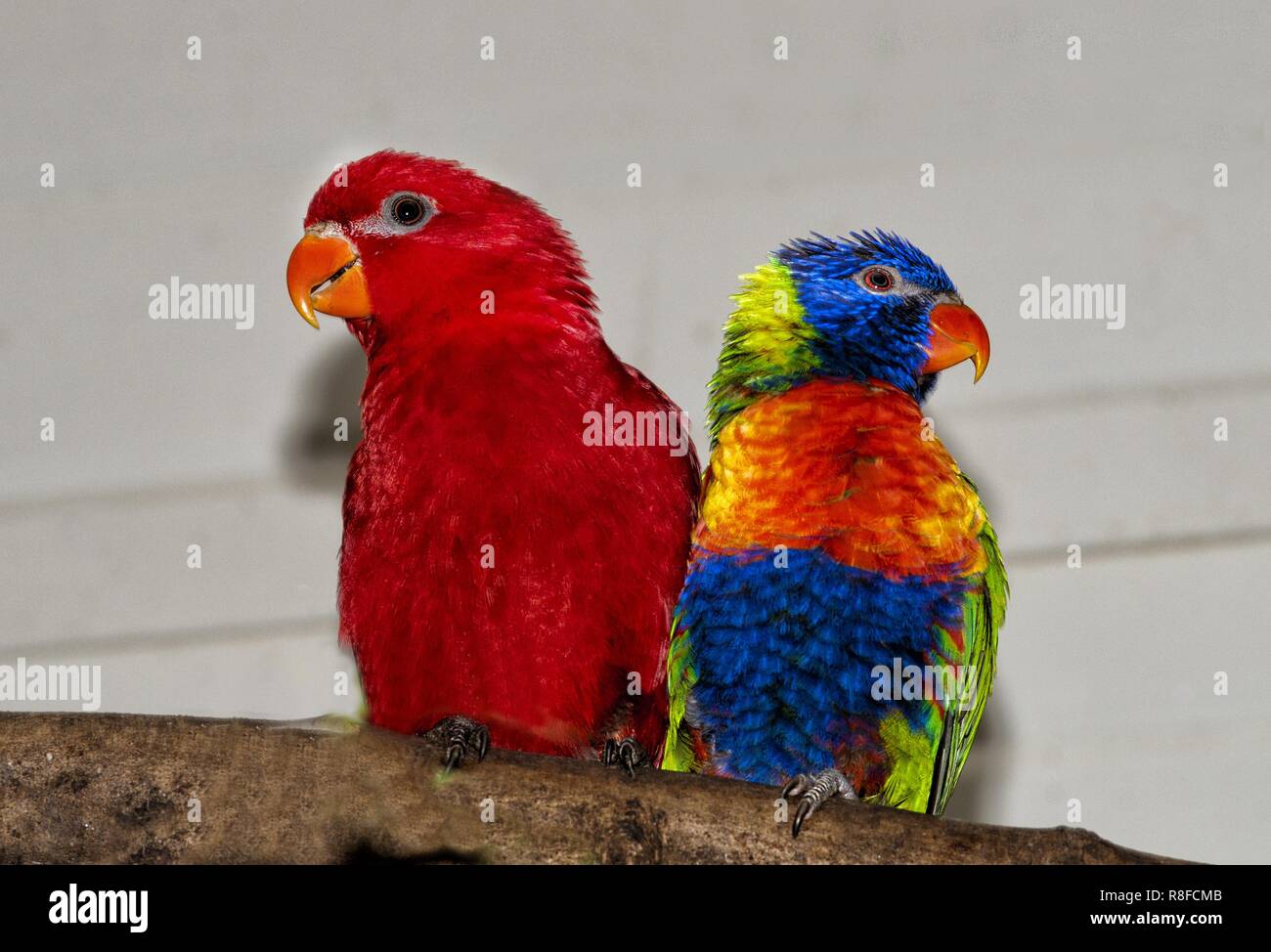 Bunte Papageien gehören zu den optisch auffälligsten Vögeln im Tierreich, bekannt für ihr lebendiges Gefieder und ihre verspielten Persönlichkeiten. Mit dem Stockfoto