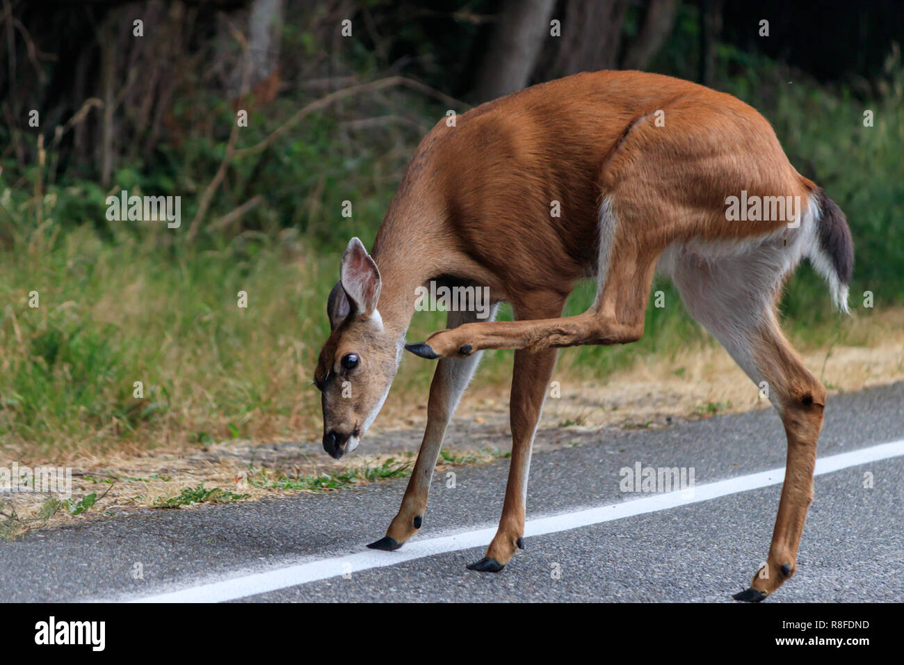 Rehe auf der Fahrbahn Aufzüge Fuß zu kratzen Gesicht mit Huf Stockfoto
