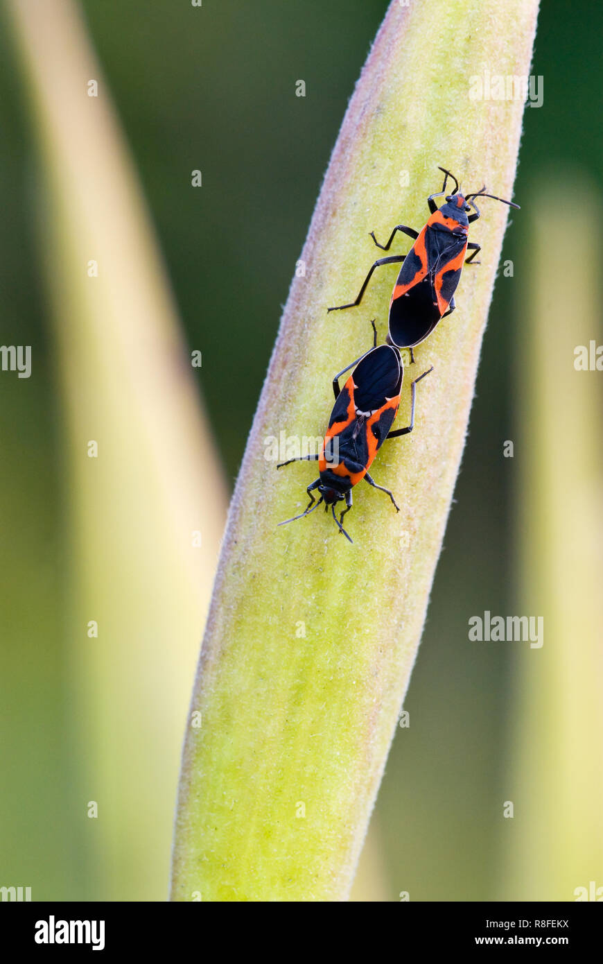 Große milkweed Bugs (Oncopeltus fasciatus) Paaren auf Saatgut pod von Butterfly weed (Asclepias tuberosa) Ende September. Fettgedruckte rote und schwarze Markierungen wa Stockfoto