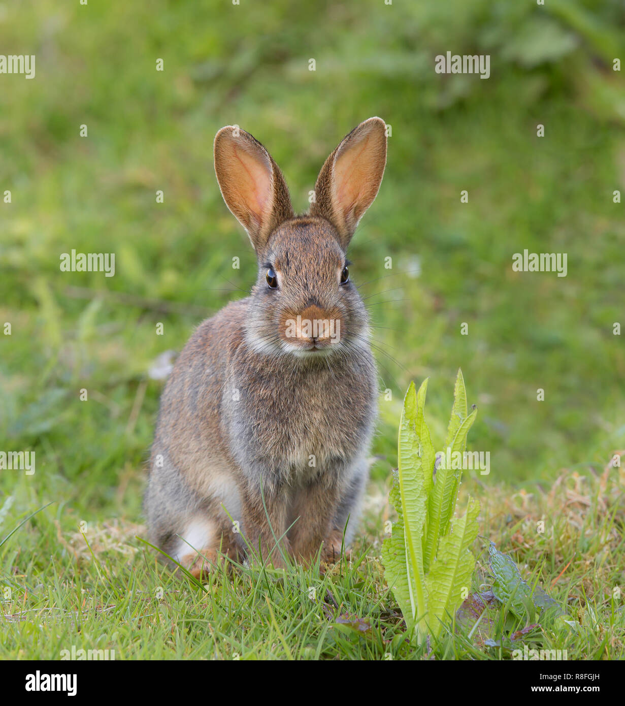 Nahaufnahme von niedlichem wildem Kaninchen aus Großbritannien (Oryctolagus cuniculus), isoliert im Freien auf einer Graswiese, aufrecht sitzend und starrend. Stockfoto