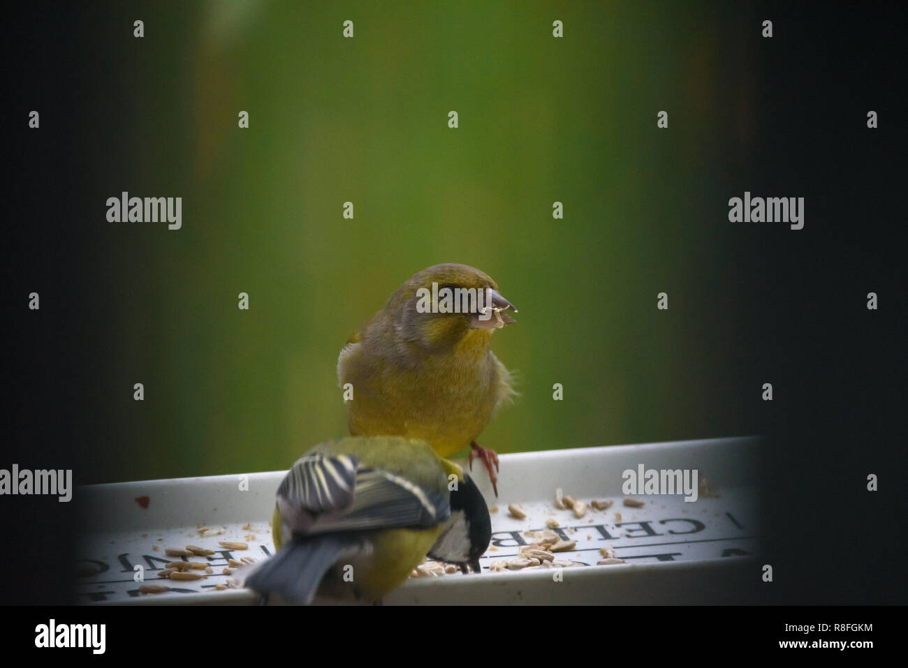 Europäische grünfink (Chloris Chloris) Vogel essen Sonnenblumenkerne am Futterhaus. Stockfoto