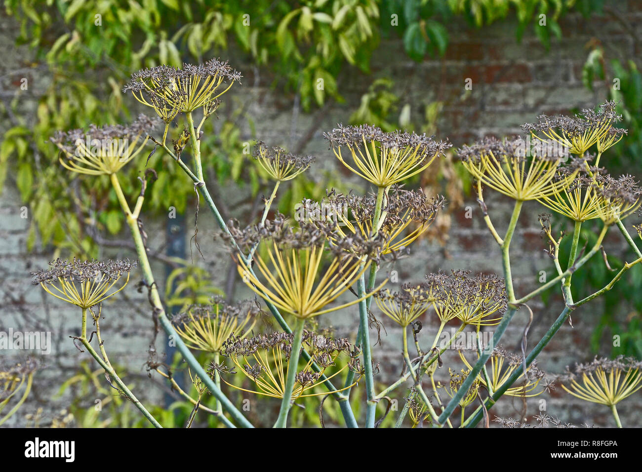 Nahaufnahme von dekorativen Fennel Pflanze mit blütenköpfchen bilden eine attraktive Anzeige Stockfoto