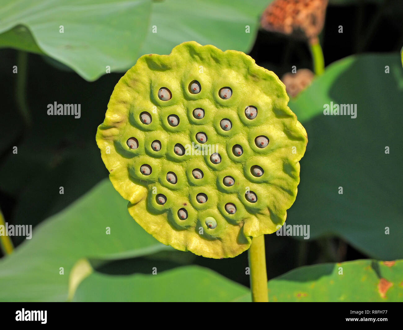 Samen wie Augen, oder Brustwarzen lugen von unverwechselbaren frischen  grnen seedpod der Heilige Lotus Pflanze oder indischer Lotos (Nelumbo  nucifera) in der Toskana, Italien Stockfotografie - Alamy
