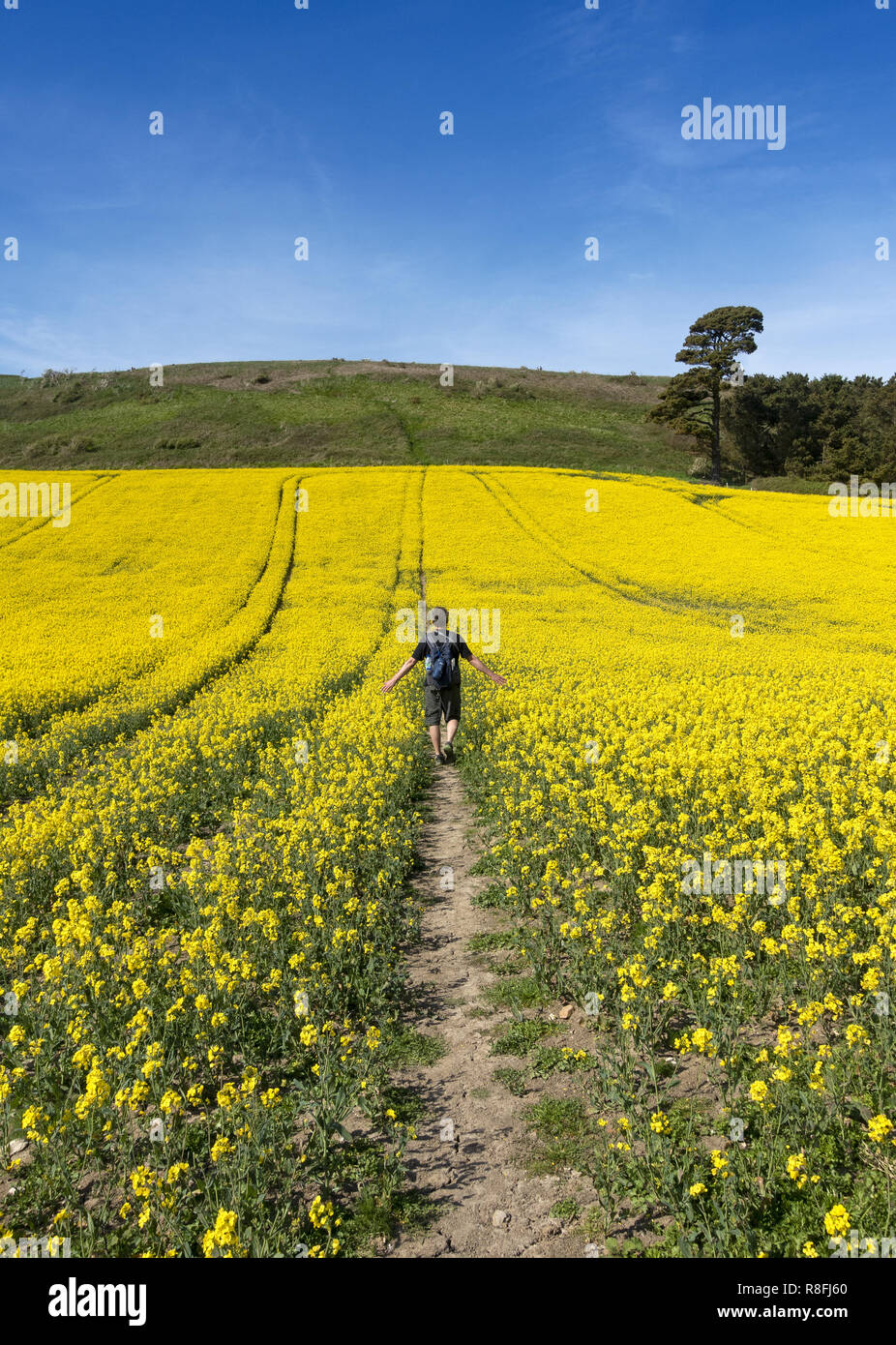 Rambler geht durch Rapsfeld mit ausgestreckten Armen auf der Isle of Purbeck, Dorset, England, Großbritannien Stockfoto