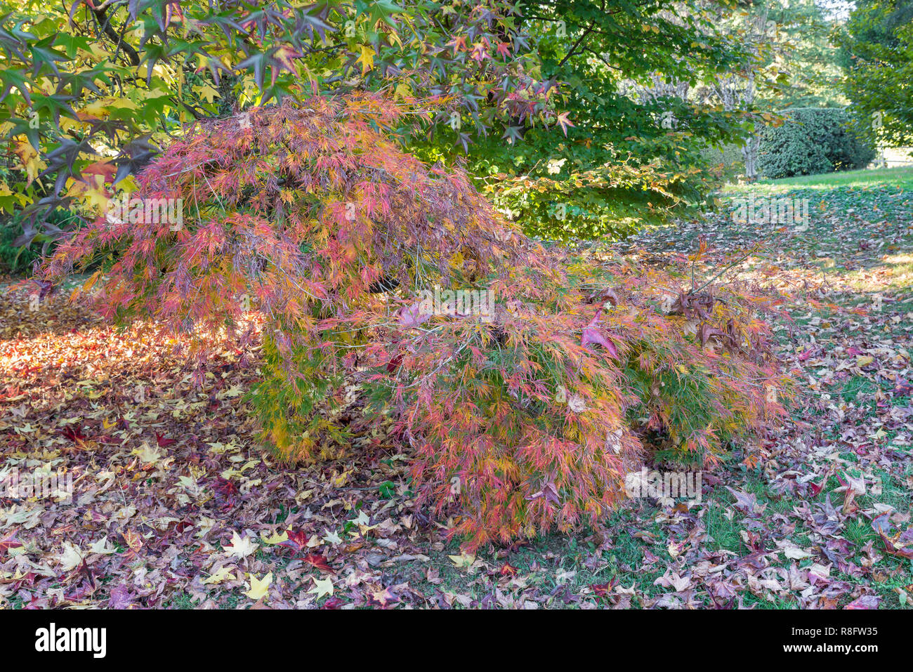 Japanischer Ahorn, Acer palmatum Dissectum im Herbst Stockfoto