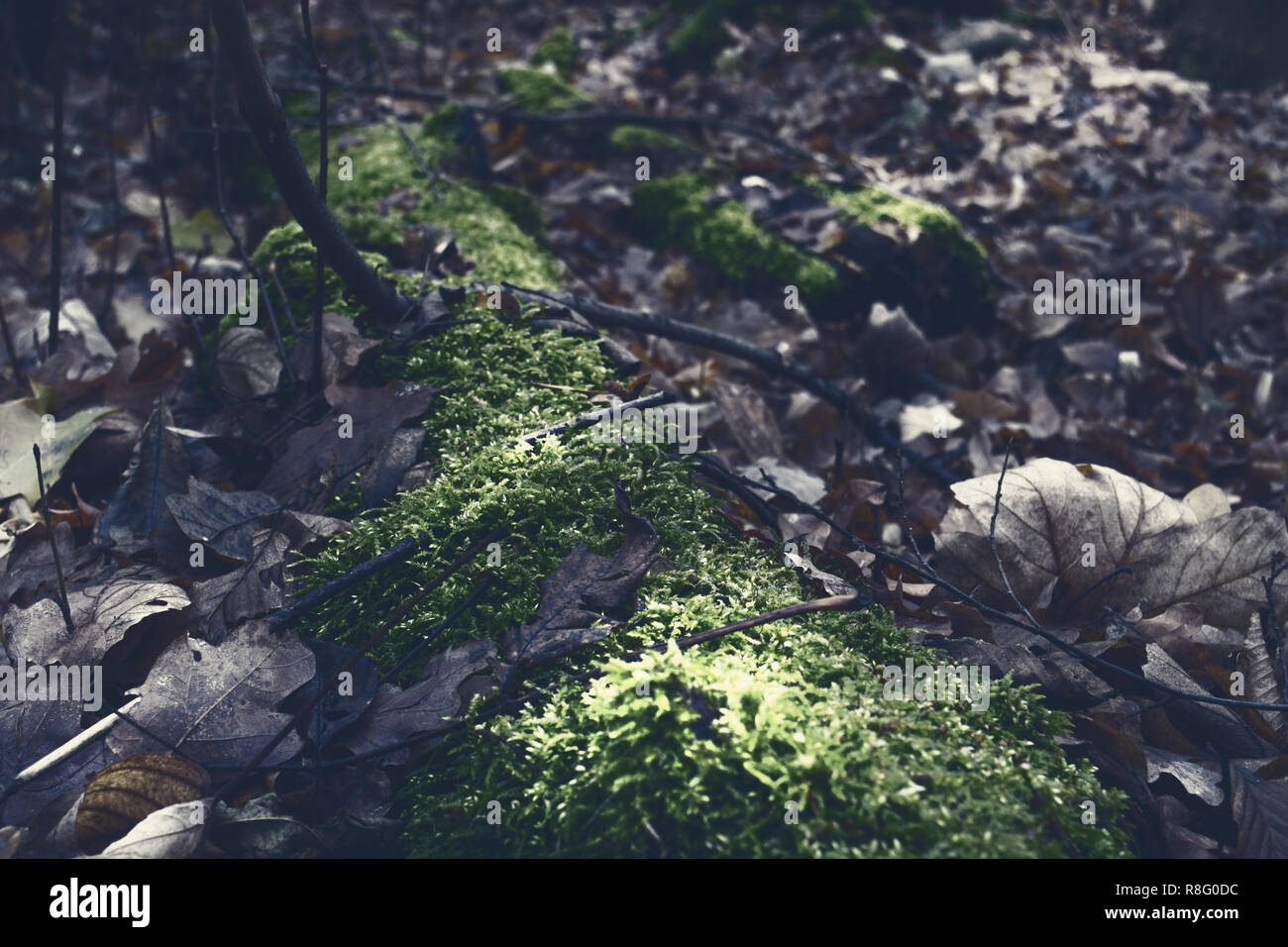 Mystische Moss in einem dunklen Wald Stockfoto