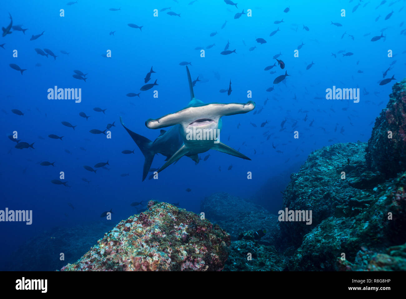 Hammerhead bei Cocos Island, Costarica Stockfoto