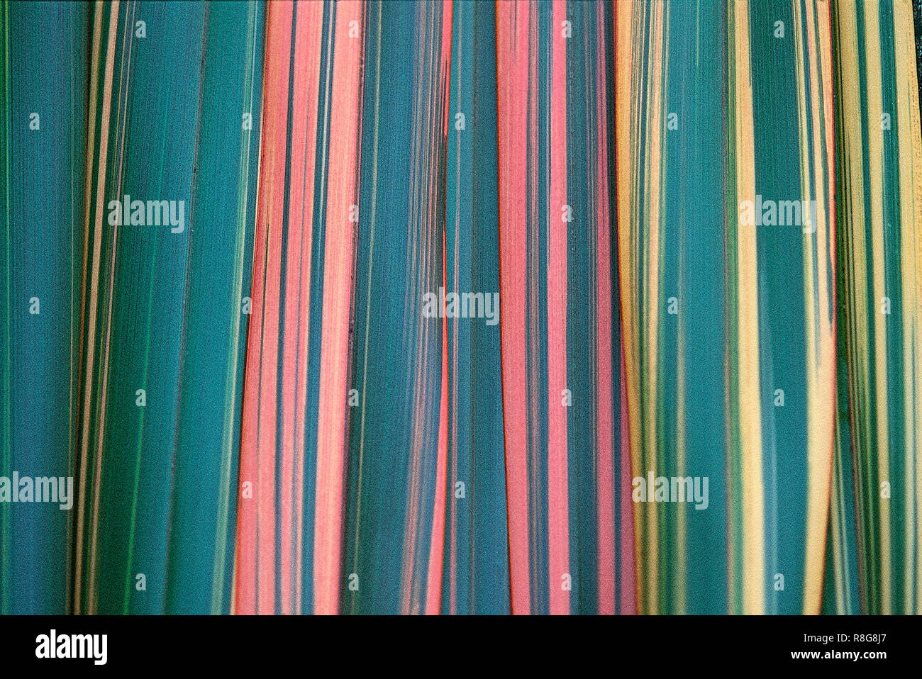 Phormium Blätter in ein abstraktes Muster angeordnet Stockfoto