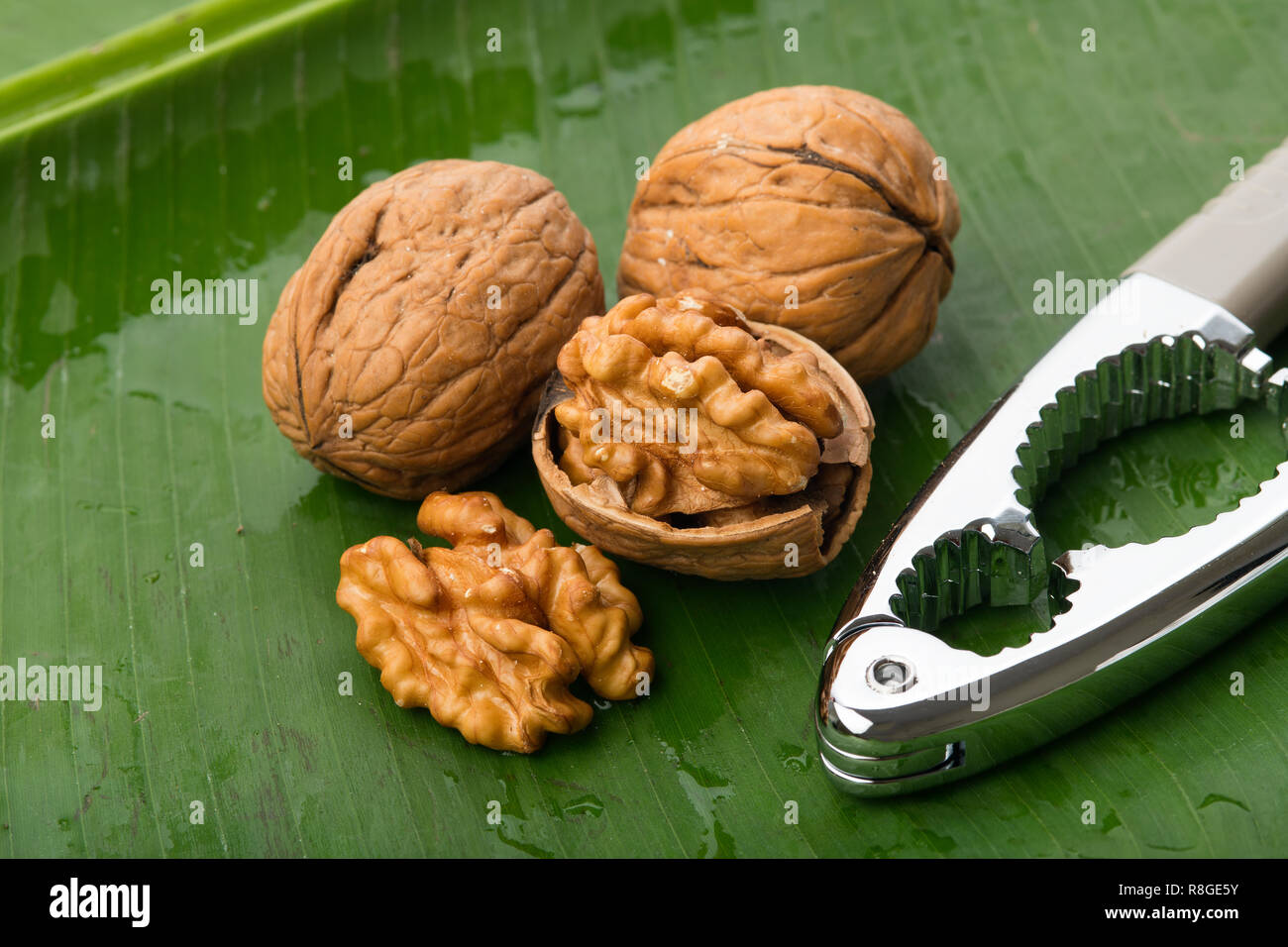 Essen: Nahaufnahme von Nussbaum isoliert auf Green Banana Leaf Hintergrund Schuß im Studio Stockfoto