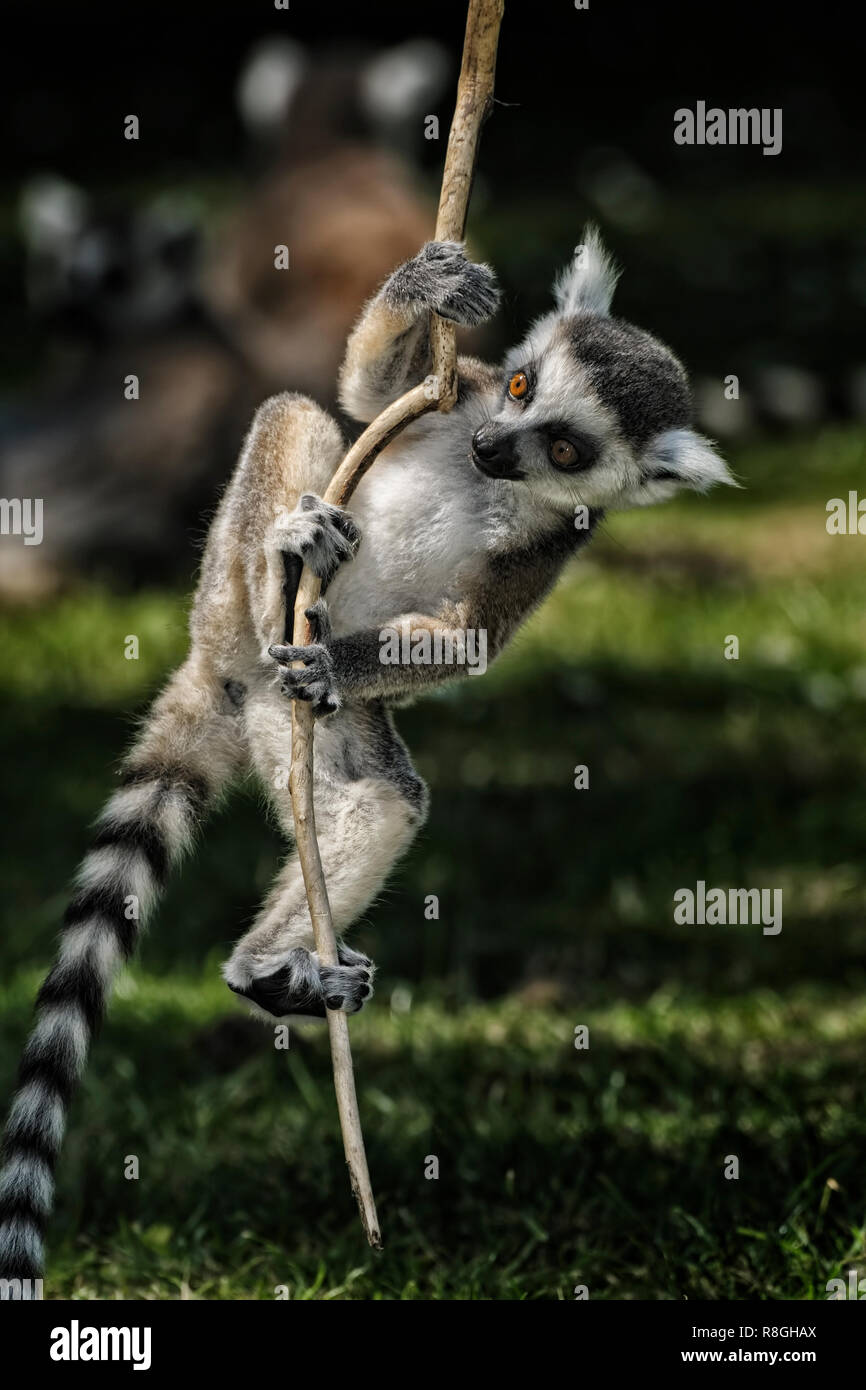 Ring Tailed Lemur Schwingen von Zweig mit unscharfen Familie oder Truppe Mitglieder visiable im Hintergrund, die sich auf üppigen Gras sind Stockfoto