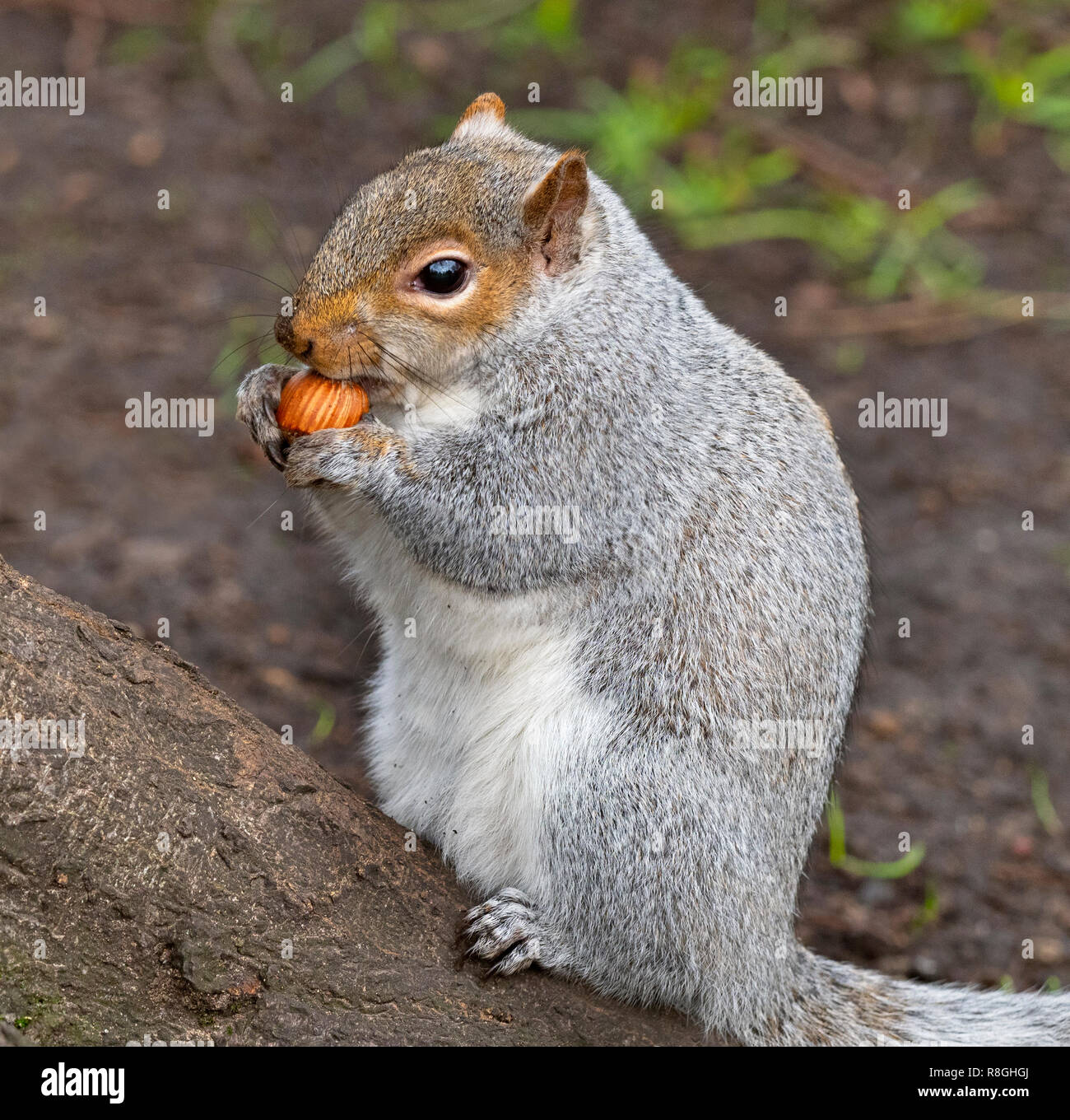 Graue Eichhörnchen Sciurus carolinensis essen Muttern im City Park Stockfoto