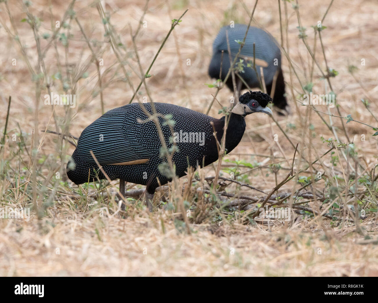 Crested Guineafowl (Guttera pucherani) Stockfoto