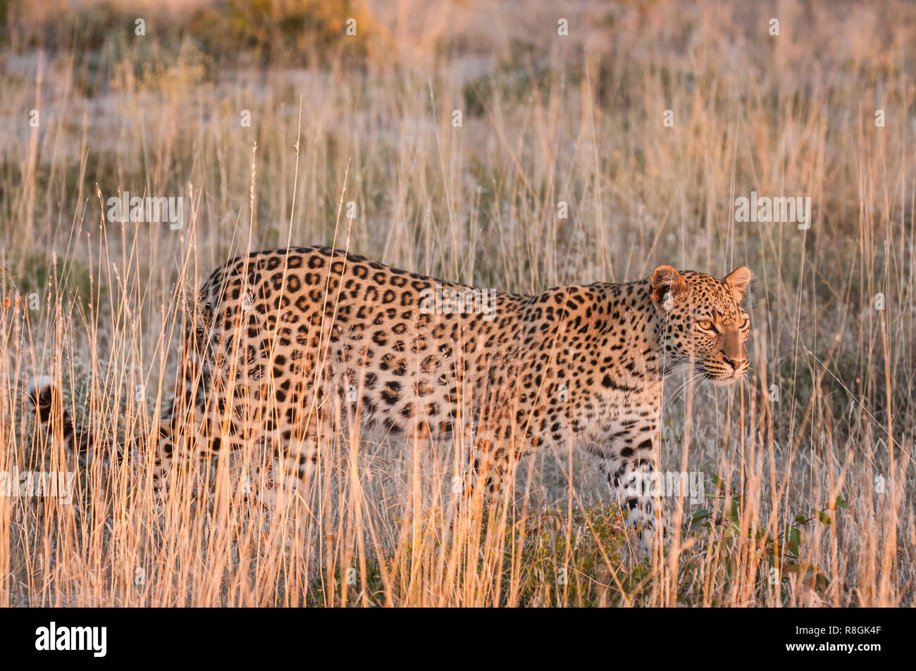 Männliche Leopard in den frühen Morgenstunden Stockfoto