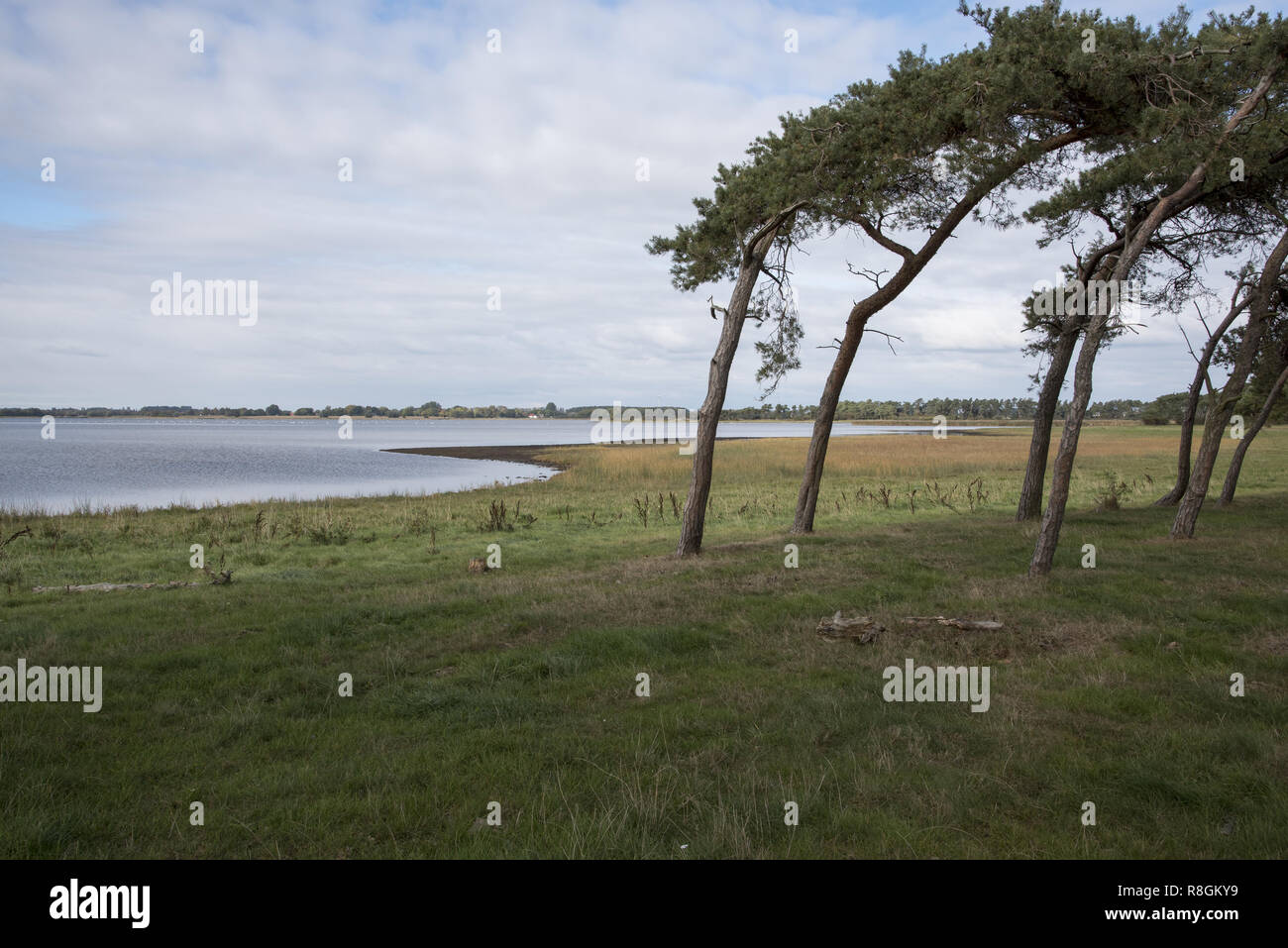 Föhren auf Zudar Halbinsel ganz im Süden der Insel Rügen im Nordosten Deutschlands. Waldkiefern auf der Halbinsel Zudar weit im Süden von Rügen. Stockfoto