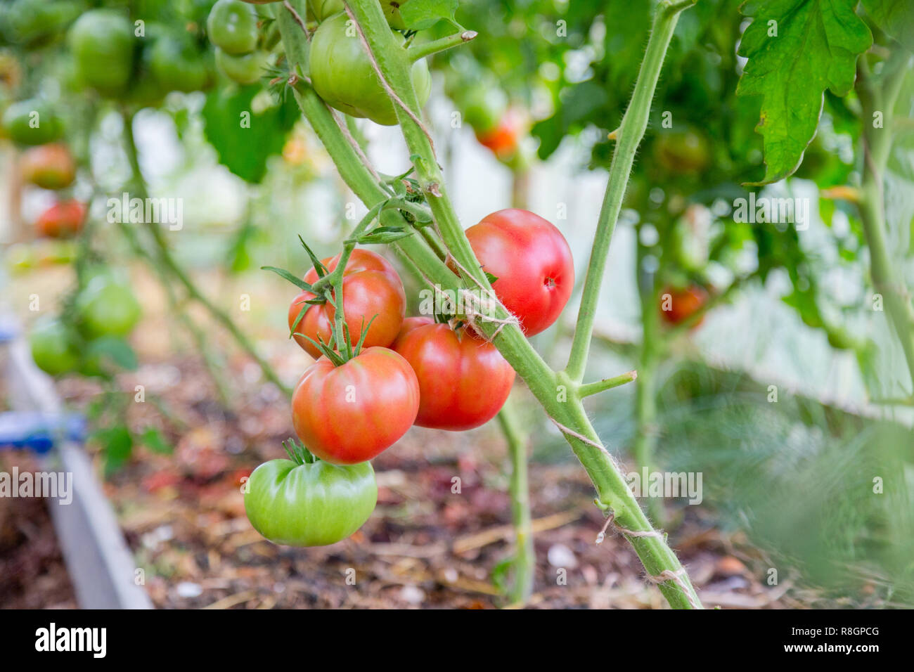 Rote reife Tomaten hängen an einem Zweig. Nahaufnahme. Stockfoto