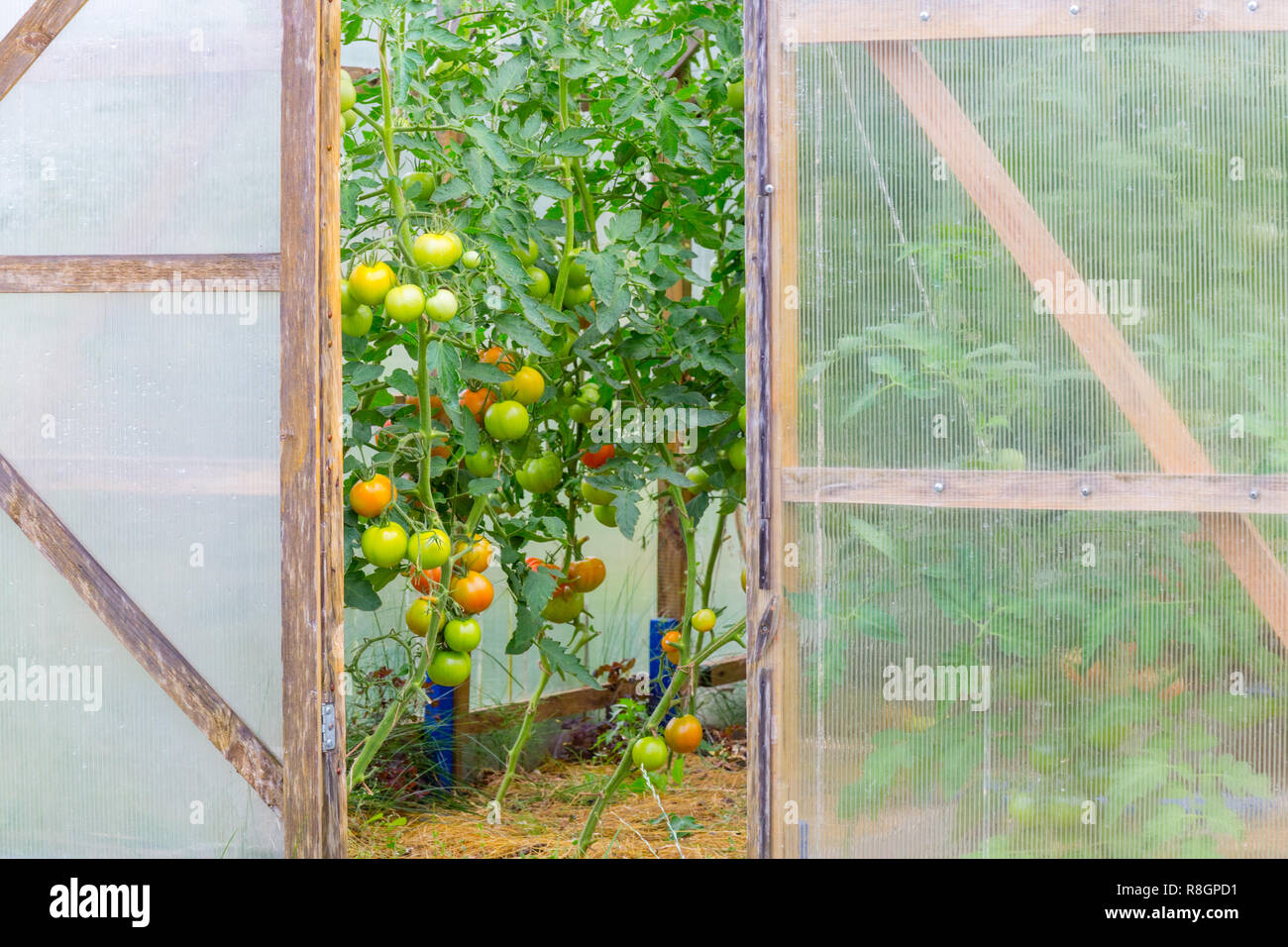 Tomaten in einem Gewächshaus aus Polycarbonat. Stockfoto