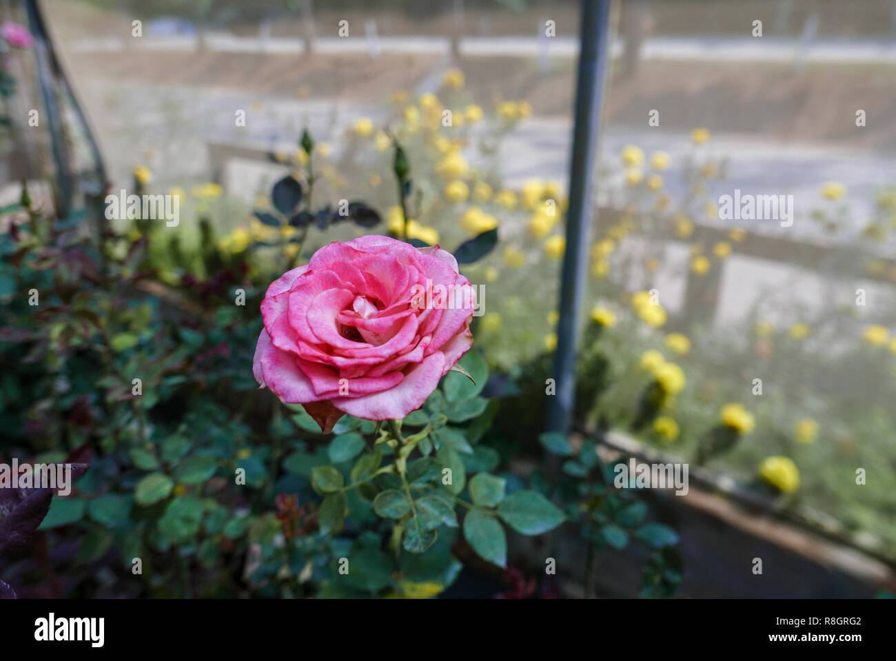 Nahaufnahme der Blüte rosa Rose im Gewächshaus tagsüber im ländlichen Raum für Liebe, Leidenschaft, Erholung, reisen, Bauernhof, Agrotourismus, Jahreszeit, Zeit, Fei Stockfoto