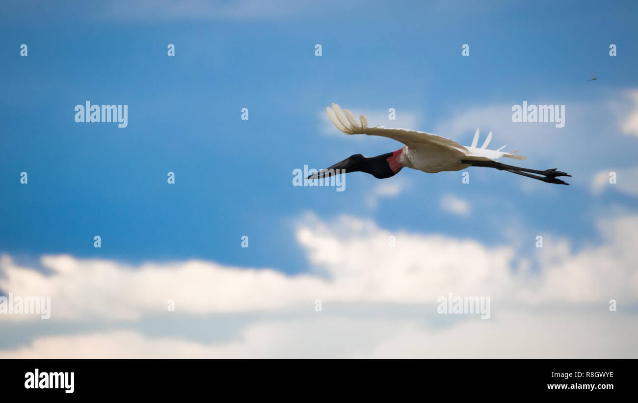 Jabiru im Pantanal Stockfoto