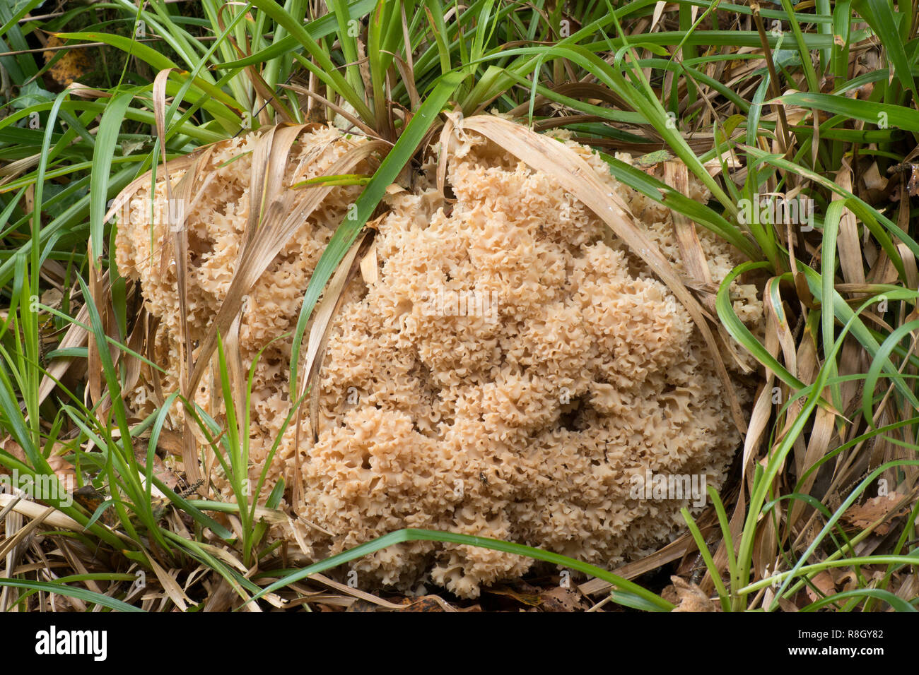 Blumenkohl Pilz (Sparassis crispa) wachsen auf dem Boden im Wald. Tipperary, Irland Stockfoto