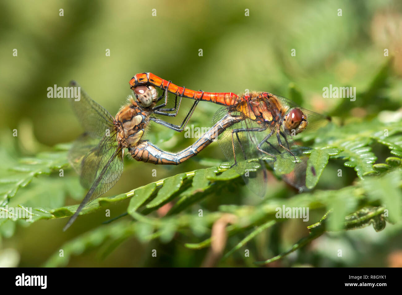 Paar Paarung Common Darter Libellen (Sympetrum striolatum) auf Bracken. Tipperary, Irland Stockfoto