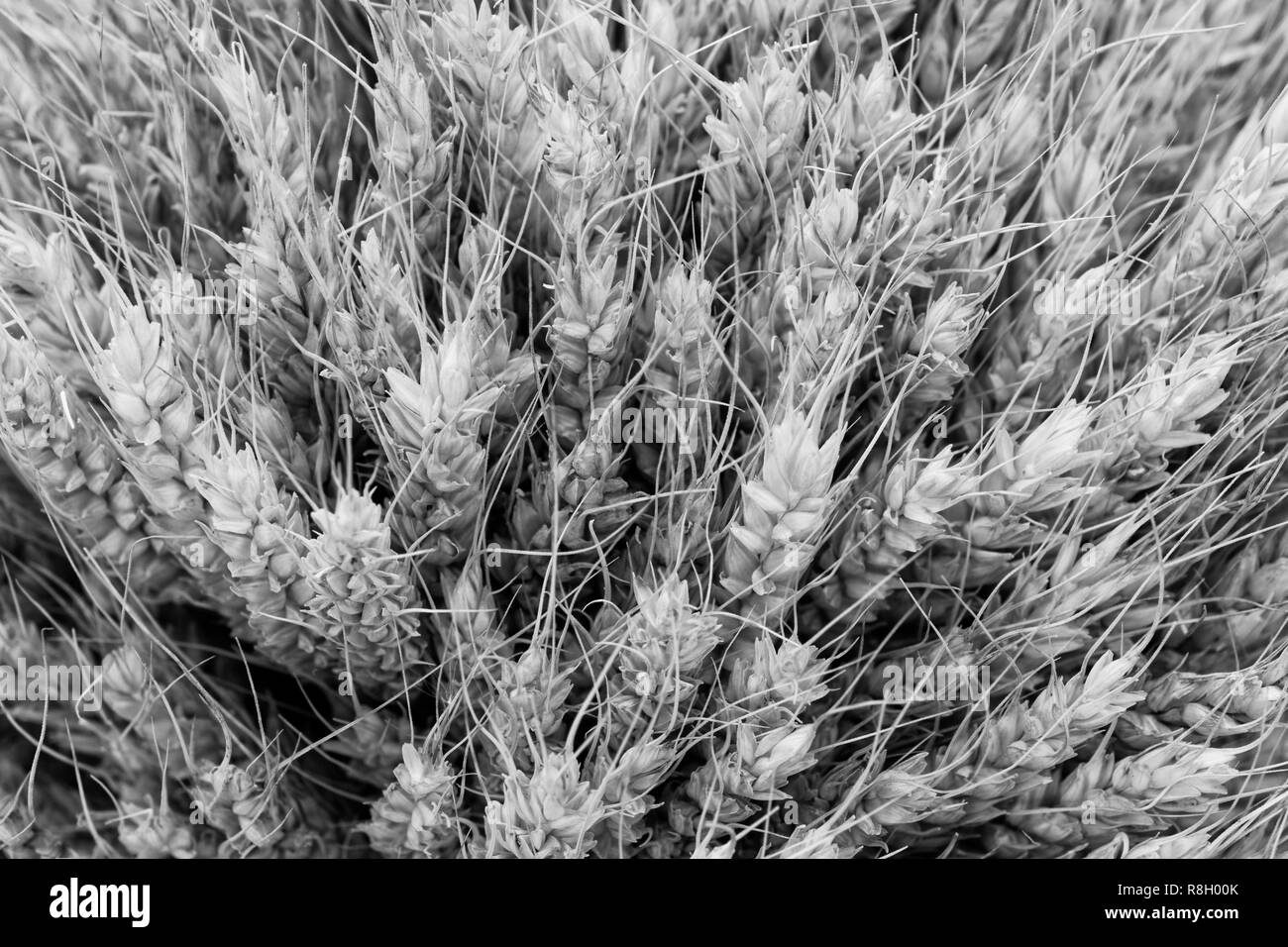 Schwarze und weiße Textur Hintergrund von Weizen Ohren Stockfoto