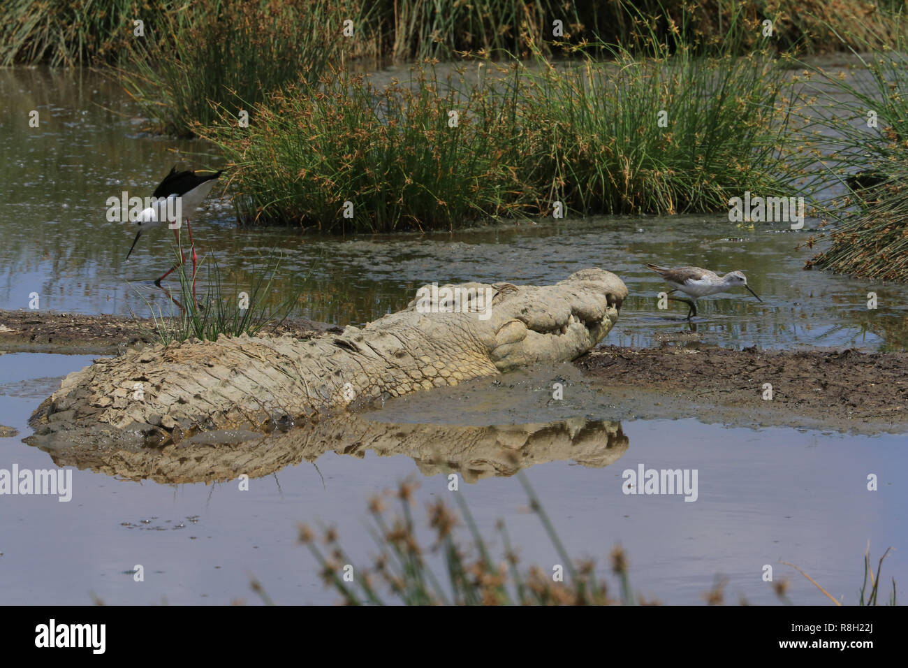 Eine Nil Krokodil ist sonnen sich in einem kleinen Teich in der Serengeti National Park, Tansania, mit zwei Vögel in der Nähe. Stockfoto