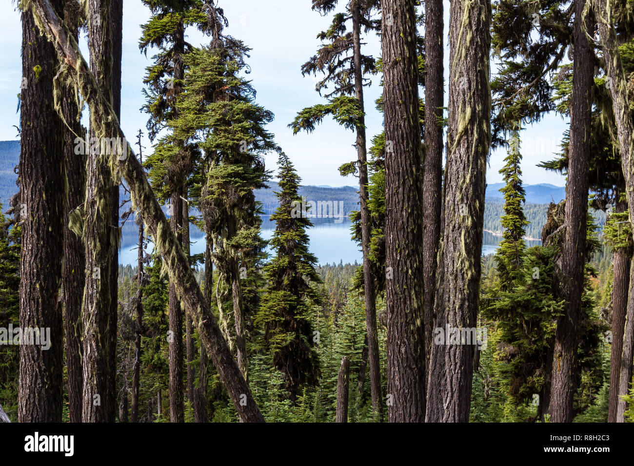 Aussicht auf Diamond Lake vom Mount Thielsen Trail mit dichtem Wald Vegetation im Vordergrund. Stockfoto