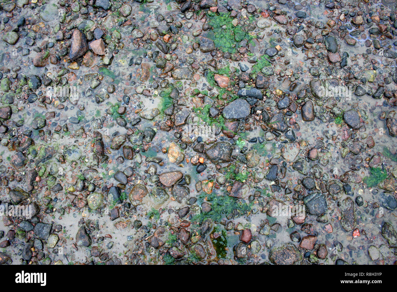 Sea Sand Textur aus der Schale und Stein Stücke an der Küste Stockfoto
