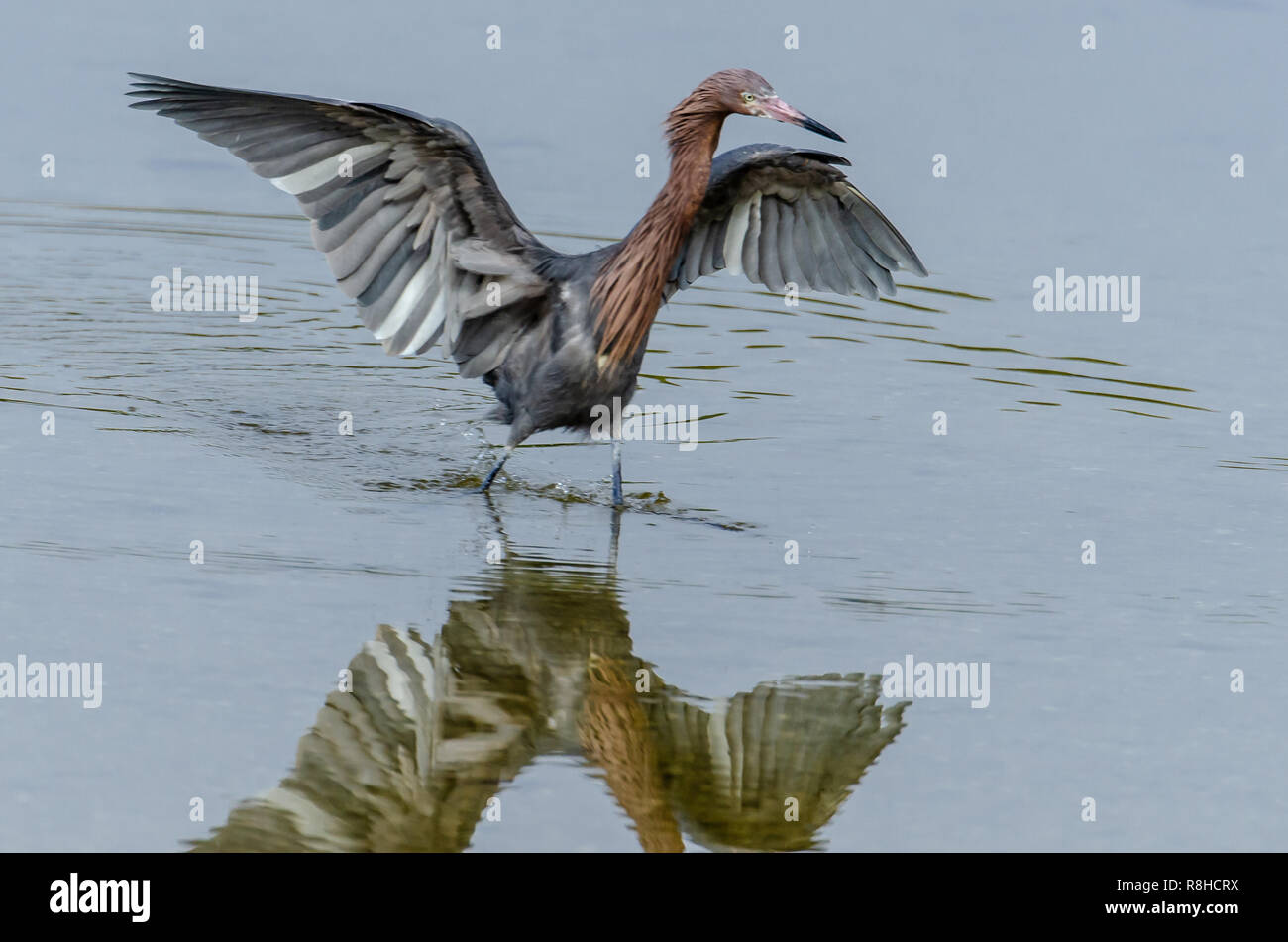 Rötlich Seidenreiher (Egretta rufescens) ist eine in der Nähe von bedrohten Vogelarten in den Küstenregionen von Florida Land gefunden. Stockfoto