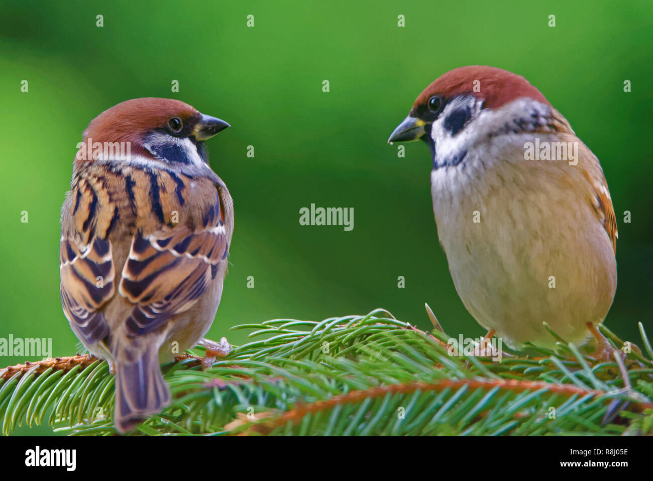 Eurasischen Feldsperling (Passer montanus) ist ein Schmetterling (Tagfalter) aus der Familie Stockfoto