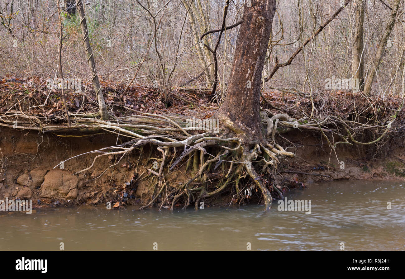 Wurzeln von Sycamore Tree (Platanus occidentalis) vom Hochwasser der kleinen städtischen Stream ausgesetzt. Schwere Sturmabfluß aufgrund von versiegelten Flächen im gesamten Stockfoto
