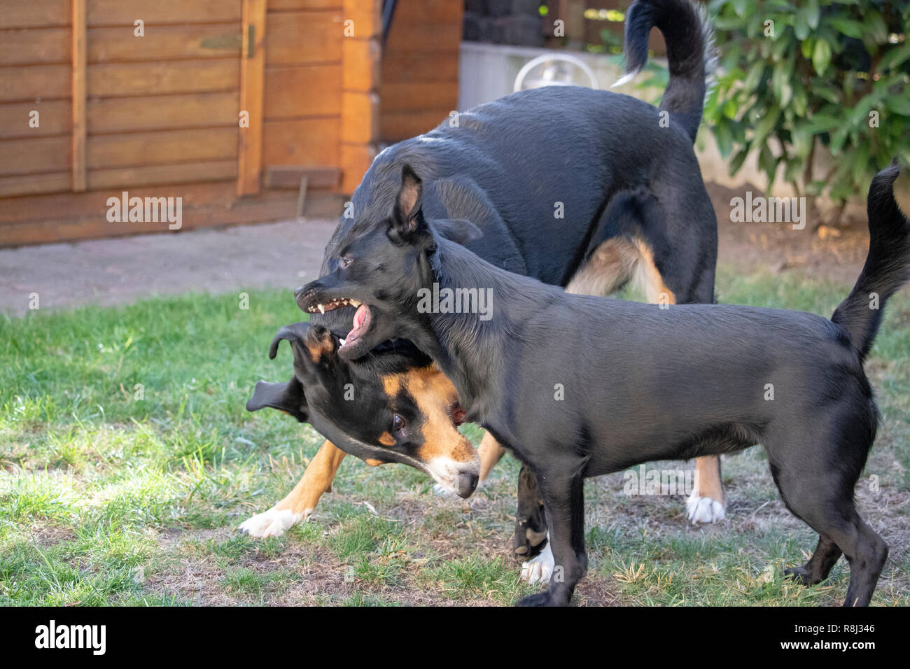 Appenzeller Sennenhund und gemischte Hund gemeinsam spielen und toben über in einer Wiese Stockfoto