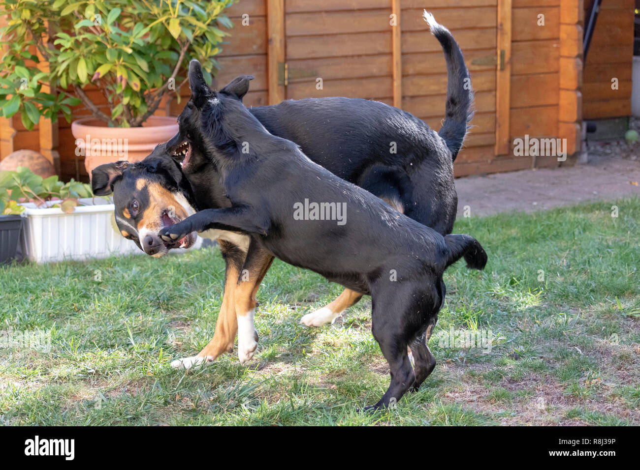 Appenzeller Sennenhund und gemischte Hund gemeinsam spielen und toben über in einer Wiese Stockfoto