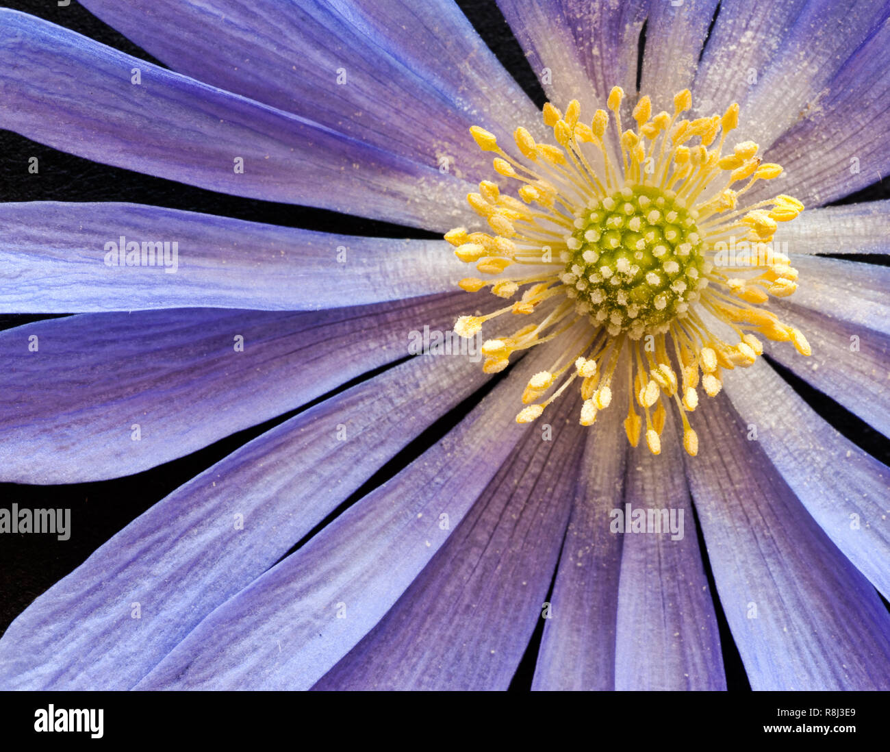 Close-up (Makro) von Blue Star Anemone (Anemone blanda) blühen. Lavendel Kelchblätter umschließen den reproduktiven Teile: antheren, staubgefäßen, Blütenstempel, Narben, f Stockfoto