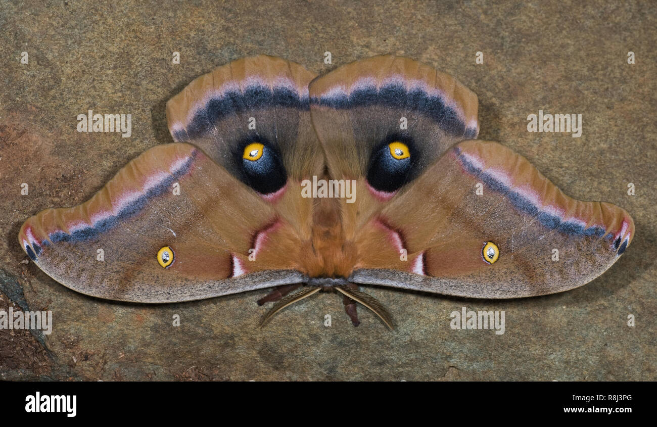 Männliche Polyphemus Moth (antheraea Polyphemus). Auf eyespots Hinterflügel sind häufig von den vorderen Kotflügel abgedeckt und dann plötzlich aufgedeckt in Versuch, p Schockreaktionen Stockfoto