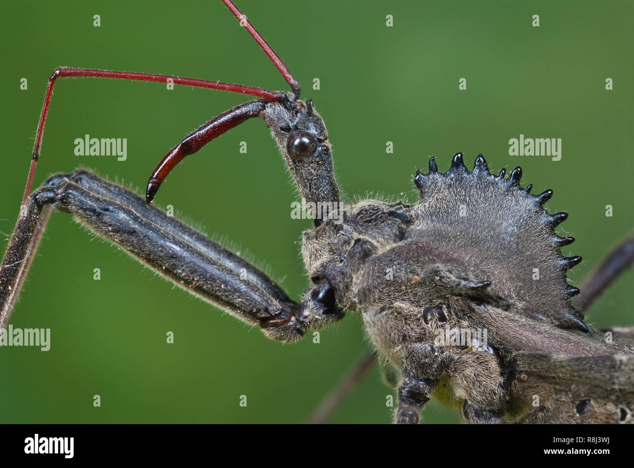 Rad bug (Arilus cristatus), lang piercing Schnabel und Gespikt und wheellike pronotal Rüstung auf dem Thorax. Hinweis sowohl eine Verbindung Auge und eine einfache Auge Stockfoto